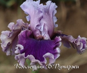 amethyst angel